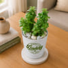 Gift Jade Plant with Self-Watering Planter for Daddy