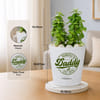 Shop Jade Plant with Self-Watering Planter for Daddy