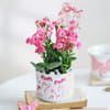 Kalanchoe Beauty Online