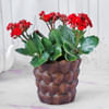 Kalanchoe Flower Plant in Ceramic Planter Online