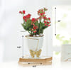 Shop Kalanchoe Plant In Golden Bow Planter