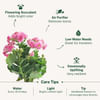 Shop Kalanchoe Plant In Golden Bow Planter