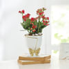 Kalanchoe Plant In Golden Bow Planter Online