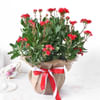 Kalanchoe Plant in Jute Wrapping with Planter Online