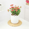 Buy Kalanchoe Plant In Ribbed White Planter