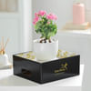 Shop Kalanchoe's Symphony
