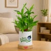 Buy Kanha's Green Era Bamboo Plant