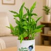 Shop Kanha's Green Era Bamboo Plant