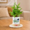 Kanha's Green Era Bamboo Plant