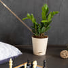 Gift Keep Growing Medium -Zamia Zz Plant
