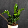 Buy Keep Growing Medium -Zamia Zz Plant