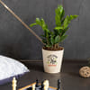 Keep Growing Medium -Zamia Zz Plant Online
