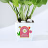 Gift Keep Growing Money Plant