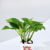 Buy Keep Growing Money Plant