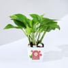 Keep Growing Money Plant Online