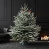 Large-Evergreen Enchantment Christmas Tree Online
