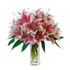 Largest Lily Beauty Online