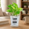 Gift Laugh Love Grow Money Plant For Friends