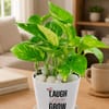Buy Laugh Love Grow Money Plant For Friends