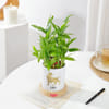 Buy Leo Zodiac 2 Layered Bamboo Planter