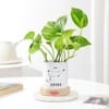 Buy Leo Zodiac Money Planter