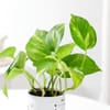 Shop Leo Zodiac Money Planter