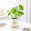 Leo Zodiac Money Planter