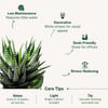 Shop Let Love Grow Haworthia Plant With Planter