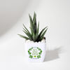 Let Love Grow Haworthia Plant With Planter Online