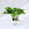Buy Let Love Grow Money Plant With Plastic Pot