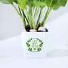 Shop Let Love Grow Money Plant With Plastic Pot