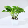 Let Love Grow Money Plant With Plastic Pot Online