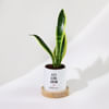 Let Love Grow - Snake Plant With Pot - Personalized Online