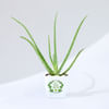 Gift Let's Grow Together Aloe Vera Plant With Planter