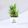 Gift Let's Grow Together Lucky Bamboo Plant with Plastic Pot - OFFLINE