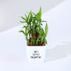 Buy Let's Grow Together Lucky Bamboo Plant with Plastic Pot - OFFLINE