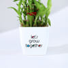 Shop Let's Grow Together Lucky Bamboo Plant with Plastic Pot - OFFLINE