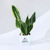 Let's Grow Together Snake Superba Plant With Planter Online