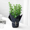 Shop Let The Love Grow Hamper