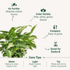 Buy Lively Syngonium And Self-Watering Planter