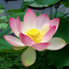 Lotus Nymphaea nelumbo (per Stem) Online