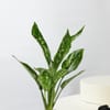 Gift Love and Happiness Plant Combo
