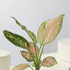 Buy Love and Happiness Plant Combo