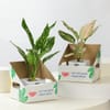 Shop Love and Happiness Plant Combo