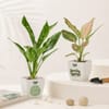 Love and Happiness Plant Combo
