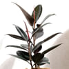 Buy Love Grow Bloom Rubber Plant Medium
