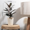 Shop Love Grow Bloom Rubber Plant Medium