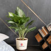 Gift Love Grows Deep Aglaonema Manila Beauty Customized with logo