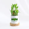 Love Grows Here Mother's Day Bamboo Plant Gift Online