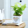 Buy Love In Bloom - Money Plant With Self Watering Planter